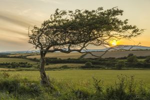 Mike Goldie winner 2019 Wind Blown in Santon by Brian Green