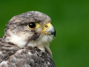 A Beady Eye by Andrea Thrussell