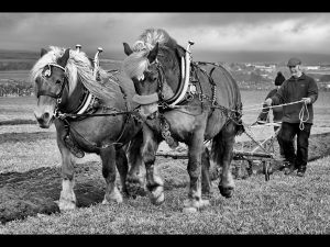 Matched Pair by Andrea Thrussell