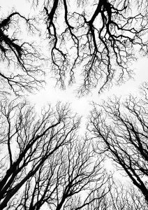 Reach for the Sky by Andrea Thrussell