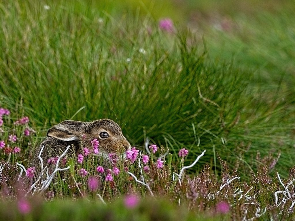 Hideing by Peter Skears