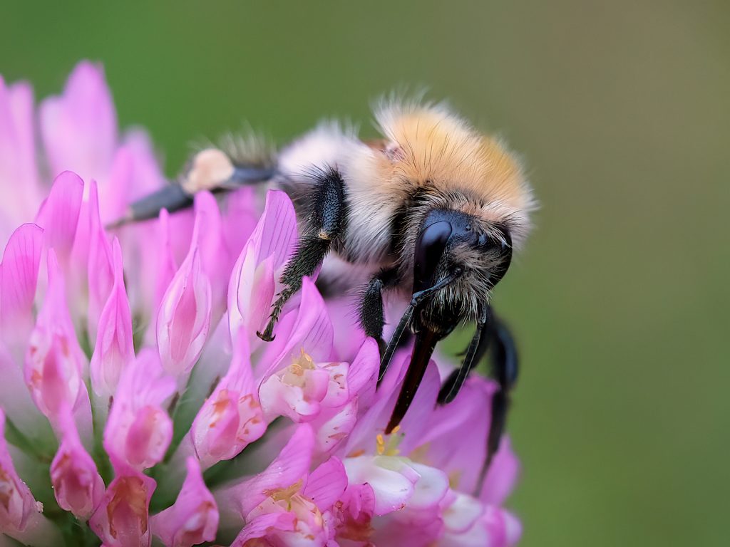 Busy Bee by Andrea Thrussell