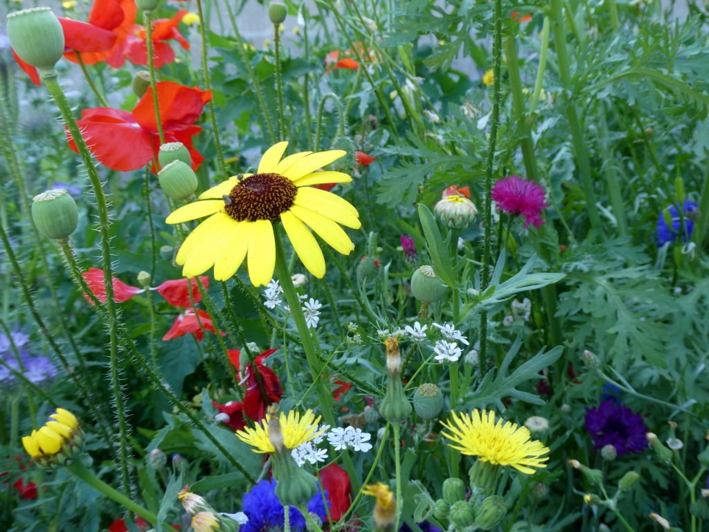 Meadow Flowers by Gwen Tuck