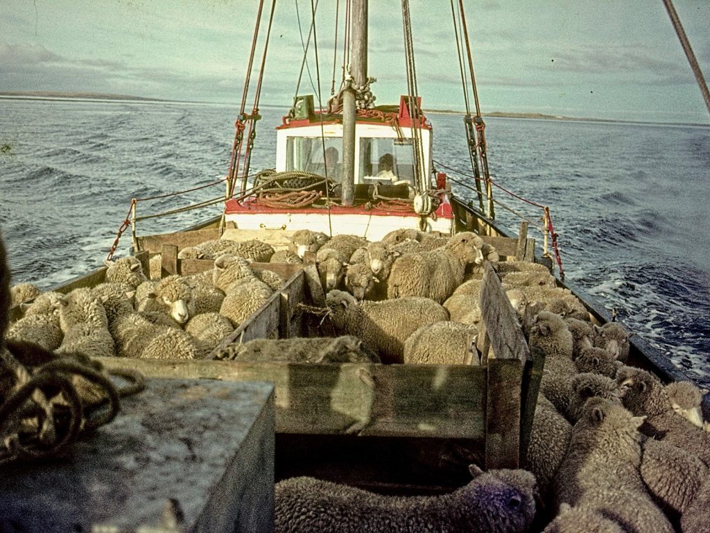 A boat loaded with sheep