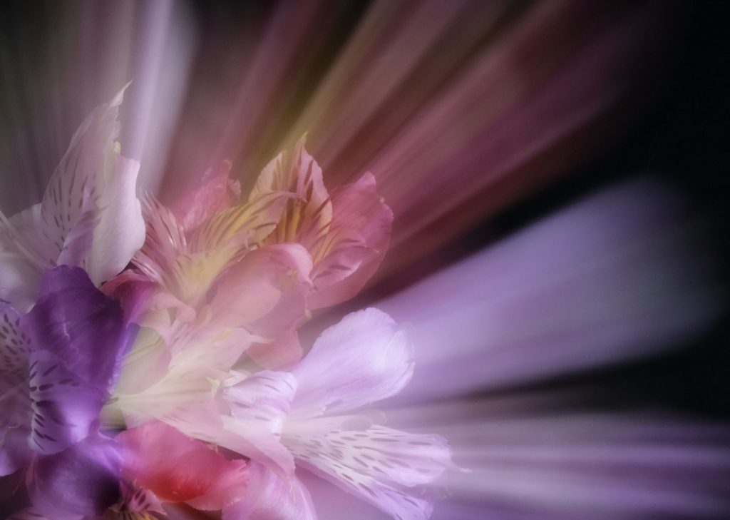 Flower Burst by Sue Clegg