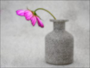 IOTY Digital third place 'Purple Flower' by Brian Goldie