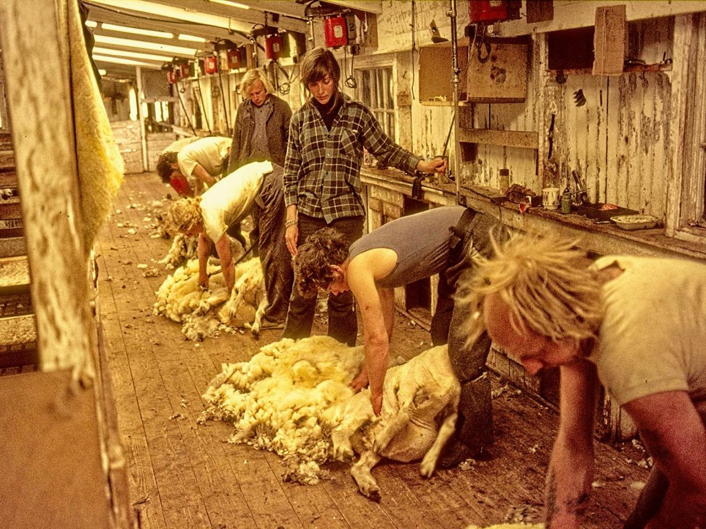 Sheep shearing
