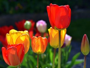 Backlit Tulips by Gwen Tuck
