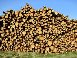 Biggest Woodpile in the World by Gwen Tuck