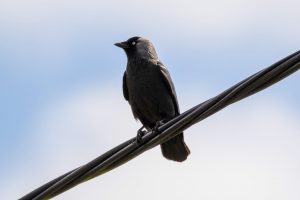 Bird On A Wire by Jim Gibson
