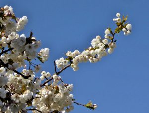 Blossom by Lesley Cullen