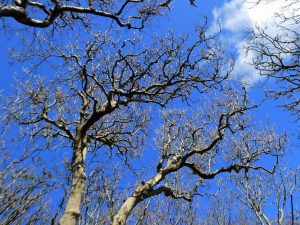 Blue Skies at Last by Gwen Tuck