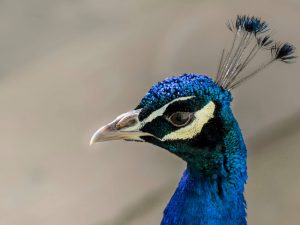 Boris is Back by Brian Green