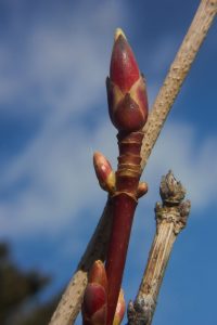 Budding Garden by Stuart Alexander