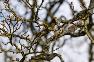 Buds of Spring by Jim Gibson