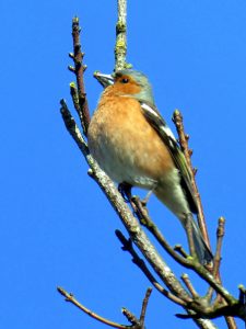 Chaffinch by Gwen Tuck