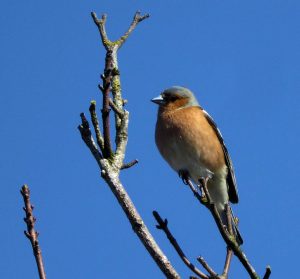 Chaffinch by Lesley Cullen