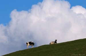 Cows in the Clouds by Andrea Thrussell