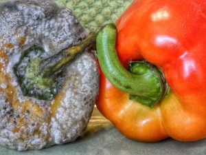 Decaying Nature by Lynn Ryan