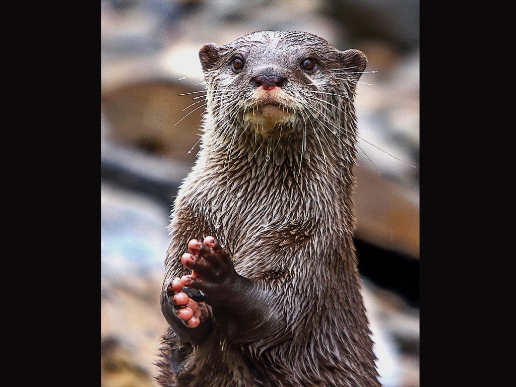 Just Out of the Water by John Keelan