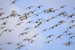 En Masse by Jim Gibson