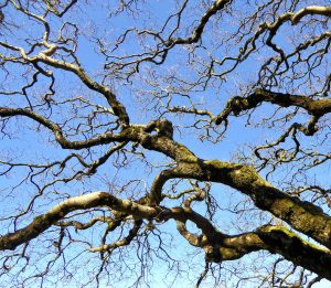 Gnarled Branches by Lesley Cullen