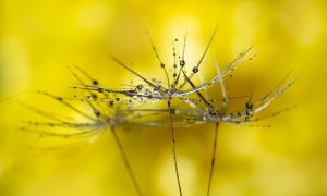 Dandelion Drops by Georgina Shaw