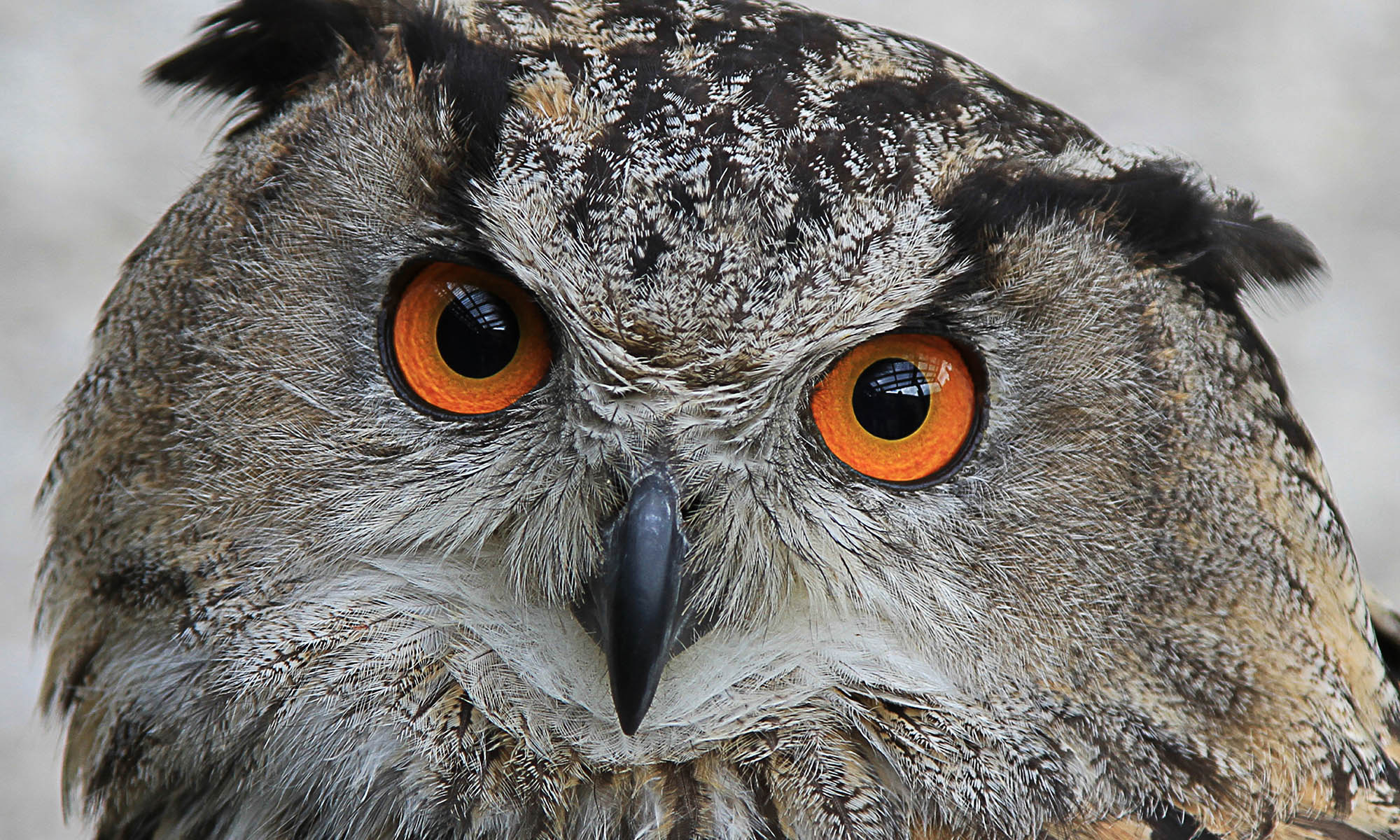 Owl by Jason Quayle