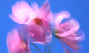 Wind Blown by Brian Goldie