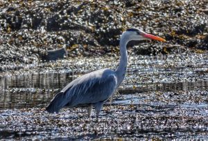 Heron Life by Lynn Ryan