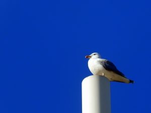 I Can See You All by Gwen Tuck