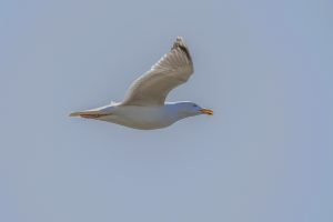 In Flight by Jim Gibson