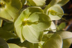 It's Green and it's in the garden, that's all I know by Stuart Alexander