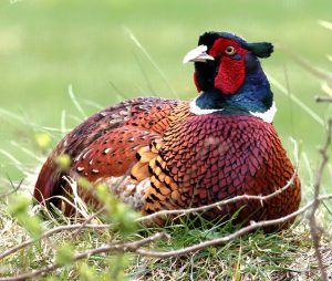 Just resting by John Keelan