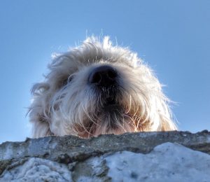 Looking Up, Looking Down