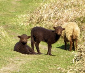 Loughtan Lambs by Lesley Cullen