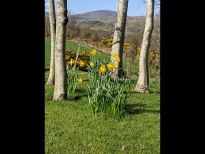Manx Spring by Brian Green