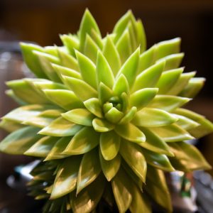 Mexican rose by Lucia Dickson