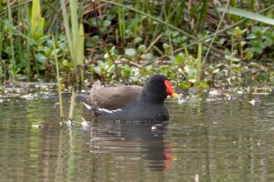 Moorhen by Jim Gibson