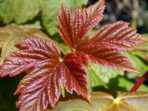 More Sycamore by Gwen Tuck
