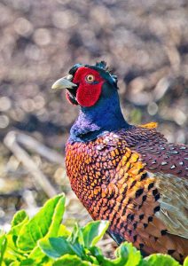 My best profile by Peter Skears