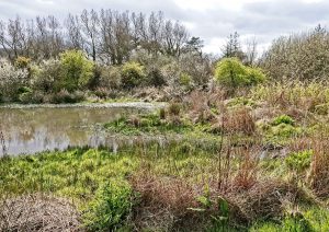 Nature Reserve by Peter Skears