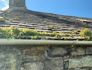 Nature taking over by Jenny Shade