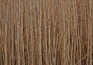 Natures Water Filter by Peter Skears