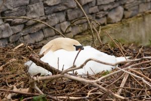 Nesting Swan by Jim Gibson