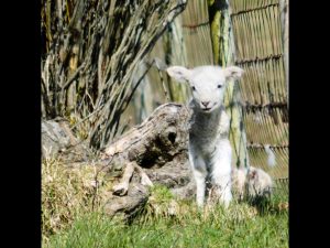 New Born by Brian Green