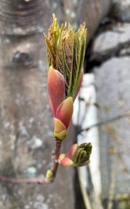 New Life by Jenny Shade