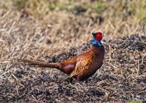 Or is this my best side by Peter Skears