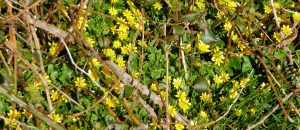 Prickly Celandine by Lesley Cullen