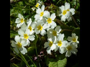 Primroses by Brian Green